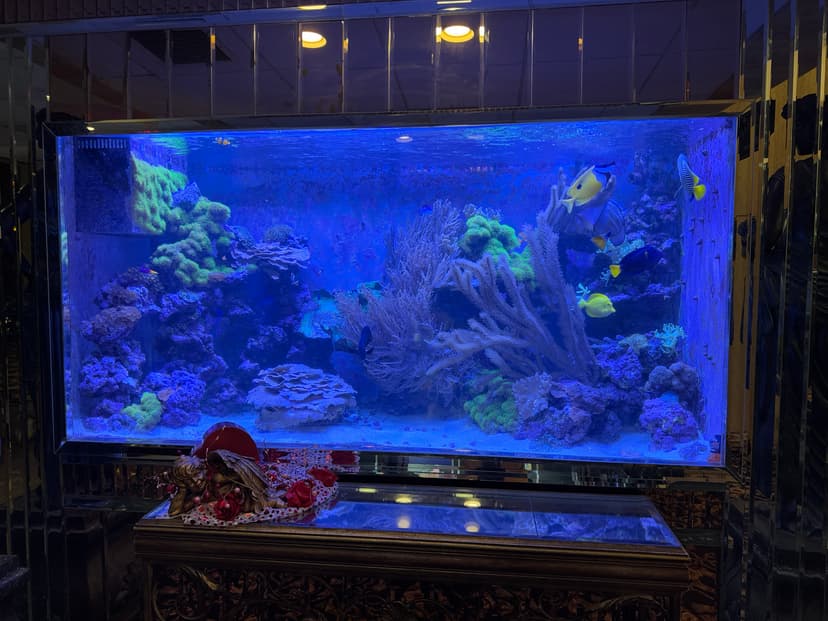 Fish tank 6
