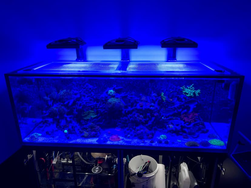 Fish tank 4